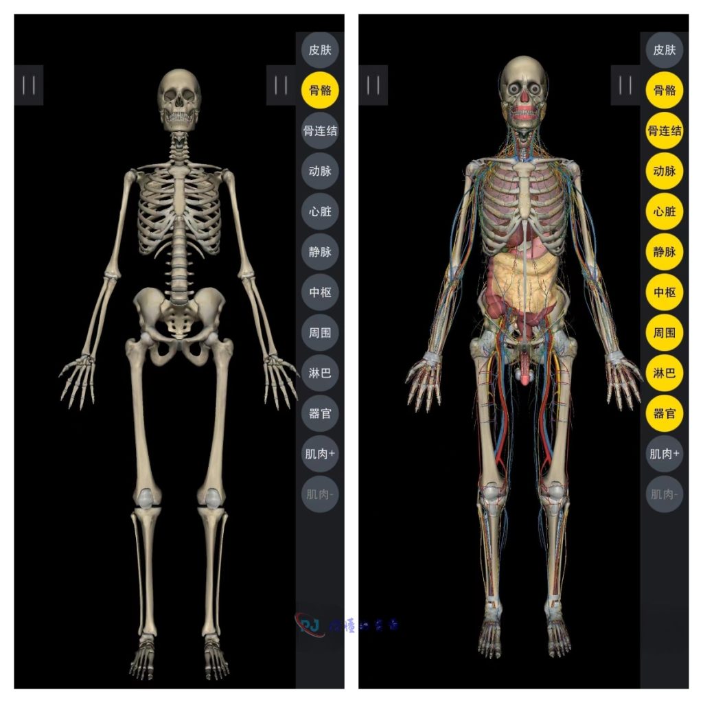 图片[3]-3Dbody解剖-附手机闪退、打不开的解决方法-永久使用-你懂的资源